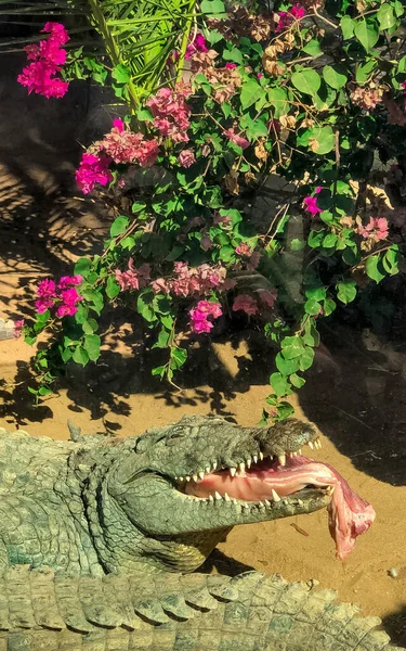 Crocodile eats meat on the background of trees and pink flowers — Stock Photo, Image