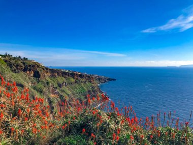 Funchal 'da açan portakal çiçekleri ve arka planda okyanus suyu, Madeira Adası, Portekiz.