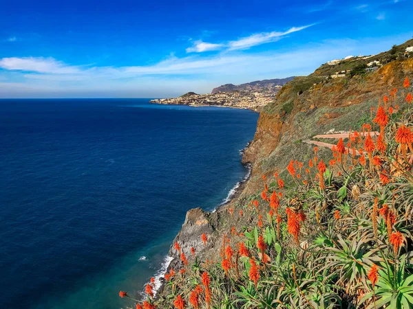Funchal 'da açan portakal çiçekleri ve arka planda okyanus suyu, Madeira Adası, Portekiz.