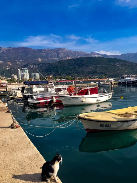 Gatto Aspetta Pescatori Vicino Alle Barche Budva Montenegro — Foto Stock