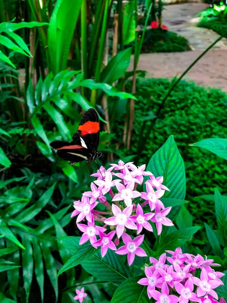 Heliconius erato ya da gül çiçeklerinin üzerinde oturan kırmızı postacı..