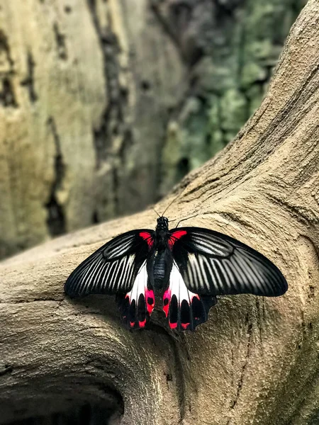 Papilio Rumanzovia: Tropikal ağaçtaki güzel tropikal kelebek.