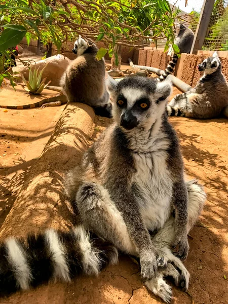 Lemur diğer lemurların arka planında oturur.