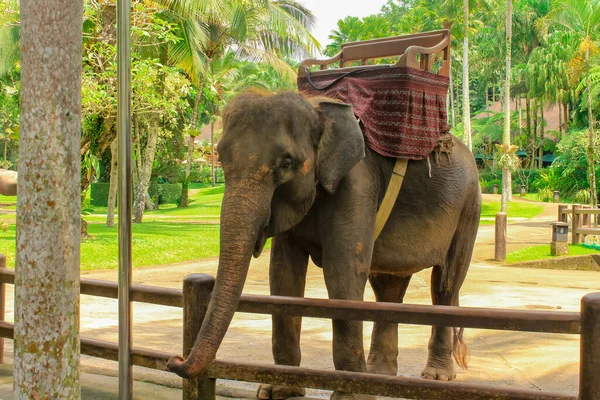 Endonezya, Bali 'deki safari parkında şirin fil..