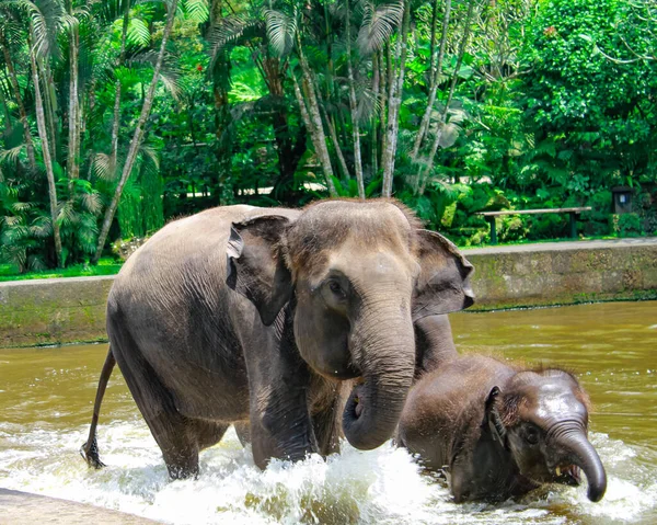 Endonezya, Bali 'deki safari parkında fil anne ve oğul..