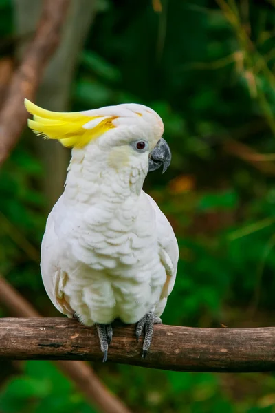 Weißer Kakadu Mit Gelbem Kamm Auf Bali — Stockfoto