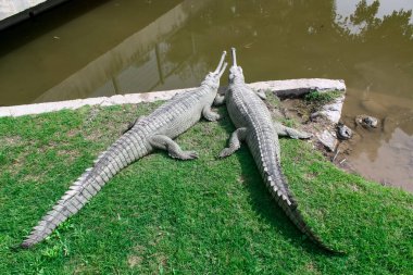 Two crocodiles gavial on the shore of a pond. Lat. Gavialis gangeticus.