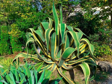 Ornamental agave plants in Sochi Park, Russia