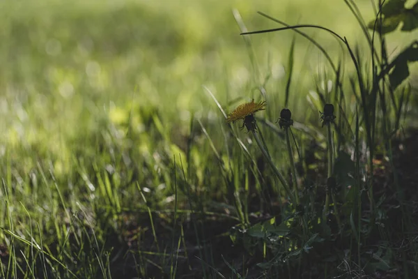 Gelber Löwenzahn Grünen Gras Gelbe Blume Auf Einer Wiese Mit — Stockfoto