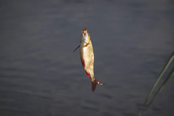 Tutup Satu Ikan Rudd Biasa Kail Memancing Dengan Pancing Air — Stok Foto