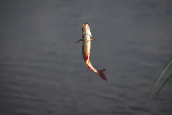 Chiudere Singolo Comune Rudd Pesce Sul Gancio Pesca Con Canna — Foto Stock