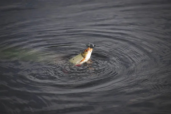 Feche Único Peixe Leme Comum Gancho Pesca Com Cana Pesca — Fotografia de Stock