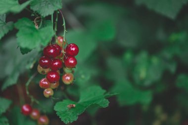Kırmızı frenk üzümü (yakın plan) bulutlu bir öğleden sonra, uzayın koyu sulu renkli versiyonunu kopyala. Frenk üzümü sağlıklı ekşi üzümlerdir. Marinaya, meyve suyuna, salataya ve reçele iyi gelir.