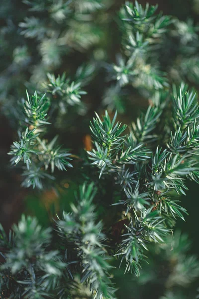 Evergreen Jeneverbes Achtergrond Foto Van Struik Met Groene Naalden Donkergroen — Stockfoto