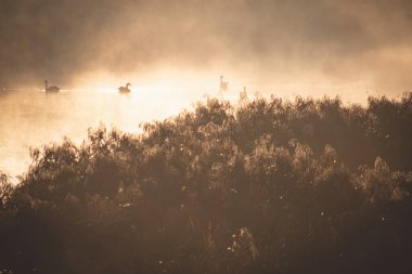 Dört kuğu nehirde, altın gibi sisli bir ekim sabahı güneşinde. Ön planda kurumuş nehir kamışları. Altın güneş ışığı ve uzak kıyıların yansıması
