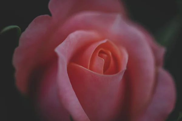 Μακρο Φωτογραφία Ροζ Τριαντάφυλλο Από Κοντά Λάδι Τριαντάφυλλο Για Χρήση — Φωτογραφία Αρχείου