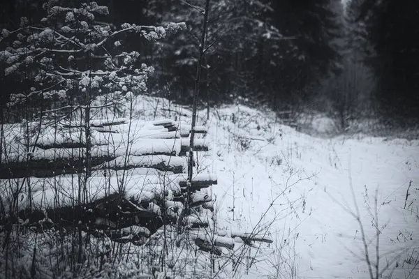 Baumstämme Für Brennholz Auf Schneebedecktem Waldboden Schwarz Weiß Monochrom Feuerholz — Stockfoto
