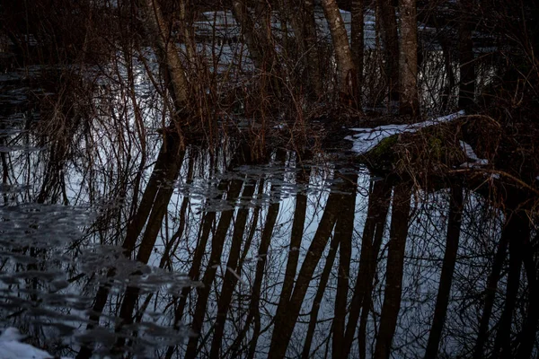 Outono Paisagem Fundo Árvore Outono Refletida Uma Poça Após Chuva — Fotografia de Stock