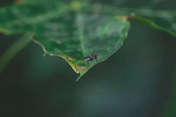 Mosca Usual Comum Sala Folha Verde — Fotografia de Stock