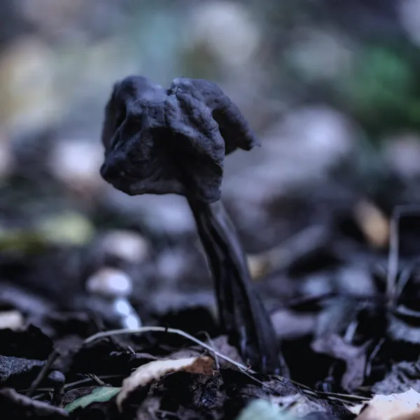 Black Elfin Saddle Mushroom Helvella Vespertina Forest — Stock Photo, Image