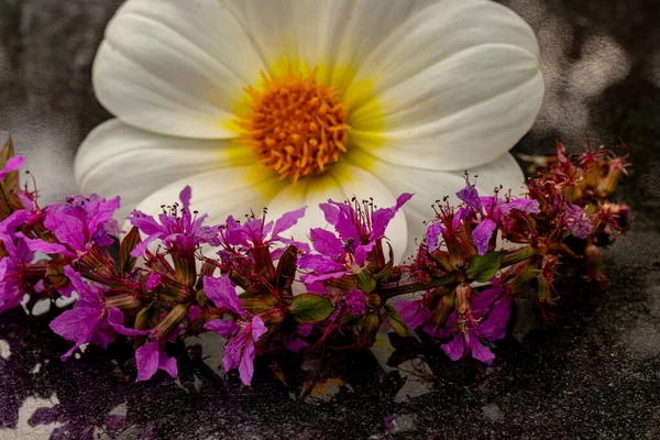 Fiori Giardino Sfondo Floreale Nature Morte — Foto Stock