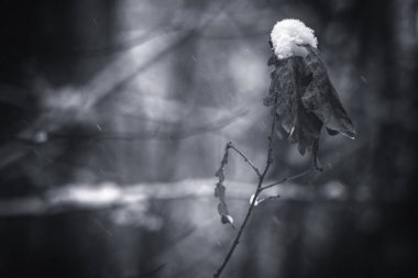 Bir kar yağışı sırasında ormanda solmuş meşe yaprakları. Kışın başında ağaçta yaprak