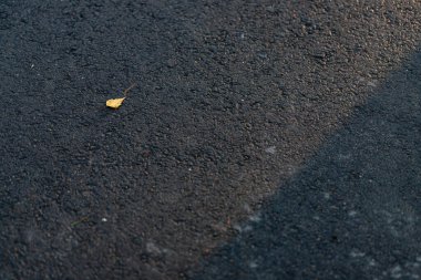 Kuru yaprak. Gri asfalt üzerindeki bir çarşafın gölgesi. Düşen bir sonbahar yaprağı asfalt yolda yatıyor. Sonbahar sezonu. Metin için boşluk, yakın plan
