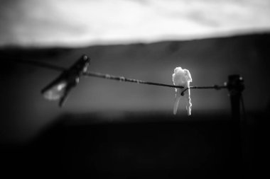  Kışın kar tanelerinde mandal. Kış günü ve kar altında çamaşır ipiyle gökyüzünün arka planına karşı