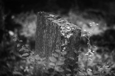  Eski bir mezarlığın yeşil çimlerinde kırık bir çimento mezar taşı..