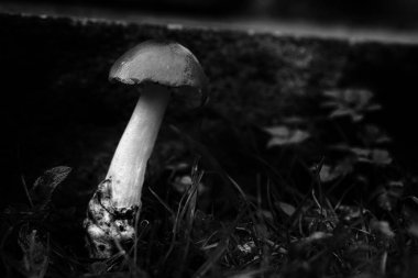  Amanita fulva mantar, olarak da bilinen sarımsı kahverengi grisette