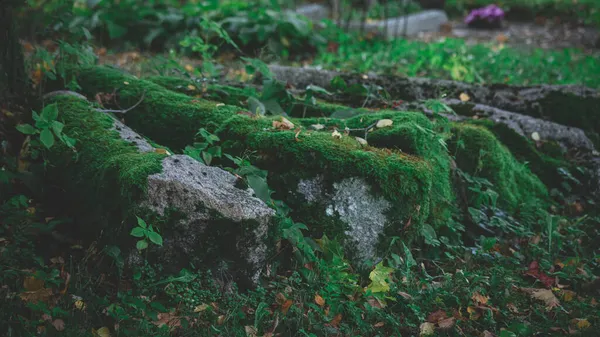 Stare Kamienne Słupy Ogrodzenia Granitowego Opuszczonego Cmentarza Łotwie — Zdjęcie stockowe
