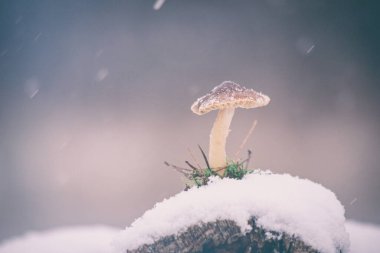 Kar yağarken mantar, parlak gri arka plan