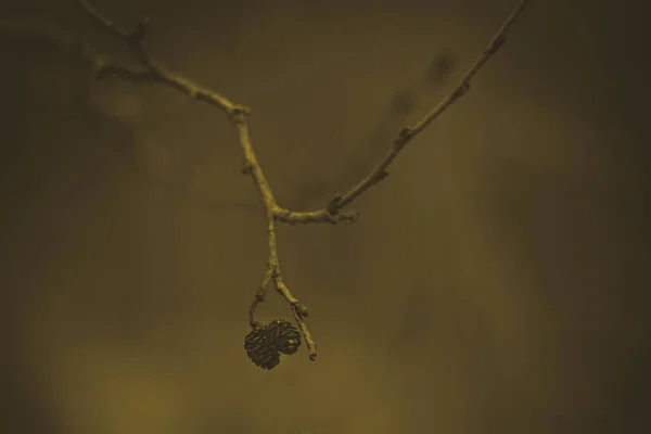 Ветвь Белой Ольхи Конусами Семян — стоковое фото