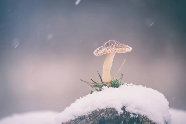 Mushroom Snow Snowfall Bright Gray Background — Stock Photo, Image