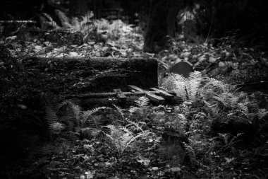 Letonya 'daki eski terk edilmiş mezarlıkta haçlar ve hasarlı mezar taşları var. Toprak yosun ve eğreltiotlarıyla kaplanmış.