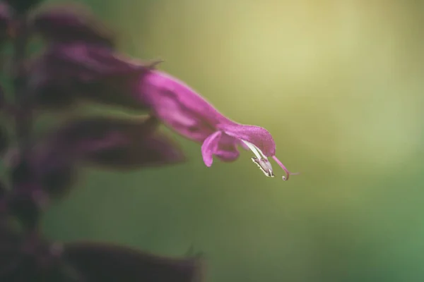 Bellissimo Fiore Viola Giardino Macro Primo Piano — Foto Stock