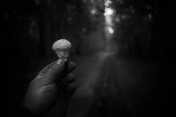 Man Hand Visar Puffball Svamp Finns Bland Skogarna Nära Den — Stockfoto