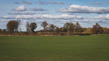 Yeşil tarla, uzaktaki ağaçlar, bulutlu akşam gökyüzü