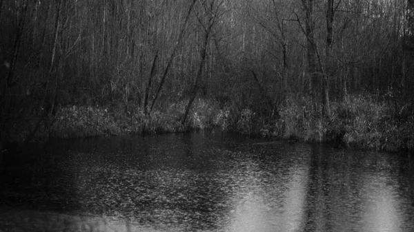 Stagno Con Riflesso Alberi Giorno Cupo Piovoso — Foto Stock