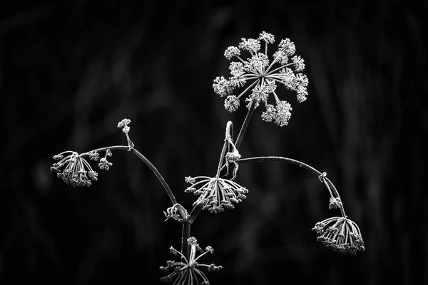 서리로 뒤덮인 소파슬리 식물의 — 스톡 사진