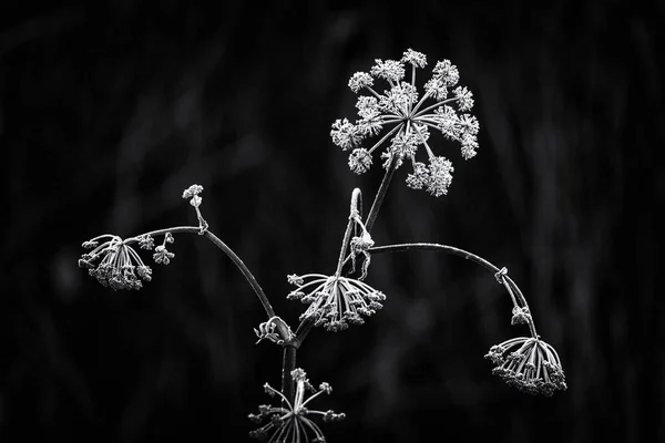 霜で覆われた牛のパセリの植物の閉鎖 — ストック写真