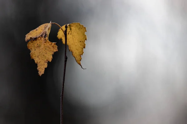 Поздней Осенью Фон Желтые Листья Ветке Против Голубого Неба Последние — стоковое фото