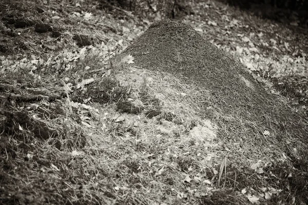 Grote Mierenhoop Mierenhoop Het Bos Hoge Mierenhoop Met Mierenkolonie Zomer — Stockfoto