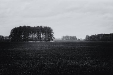 Sarı çayırlarda küçük çam ağaçları kümesi