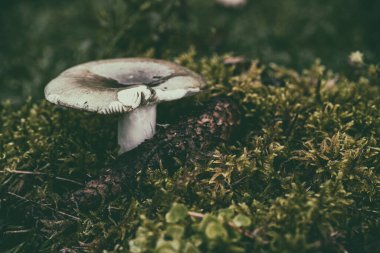 Gri Russula Vesca orman çimlerinde. Russula lepida veya Russula emetica. Mantar avlamak ya da yabani mantar toplamak.