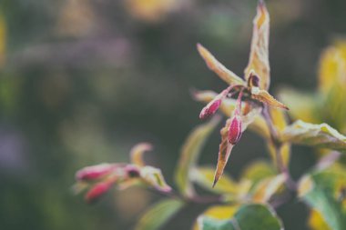 Weigela Florida 'nın soğuğa bulanmış çiçekleri.