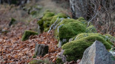 Eski Letonya mezarlığının etrafındaki taştan sınırda yosun var.
