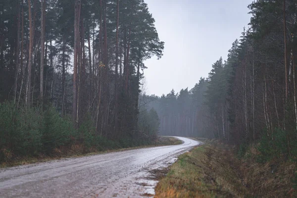 Cykla Genom Skogen Regnig Dag Klippig Väg Skogen Grön Skogsväg — Stockfoto