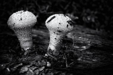 Bir grup yenilebilir mantar, ormanda, iğnelerin arasında büyüyen gri tüy yumağı. Kapat.