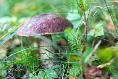 Leccinum scabrum, Boletaceae familyasından yenebilir bir mantar türüdür ve Boletaceae familyasına ait bir mantar türüdür.